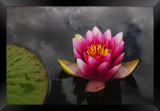 Pink water lily Framed Print by Stephanie Veronique