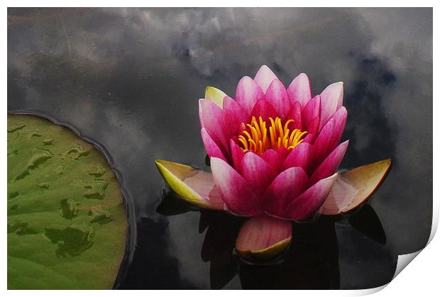 Pink water lily Print by Stephanie Veronique