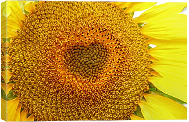 The sun flower heart  Canvas Print by Stephanie Veronique