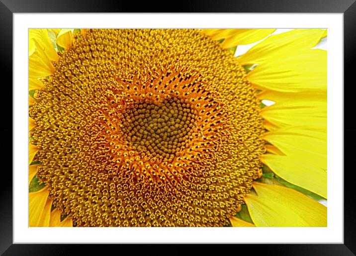 The sun flower heart  Framed Mounted Print by Stephanie Veronique