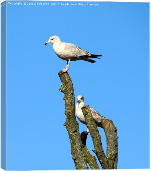 Gulls on Lookout Canvas Print by Jacqui Kilcoyne