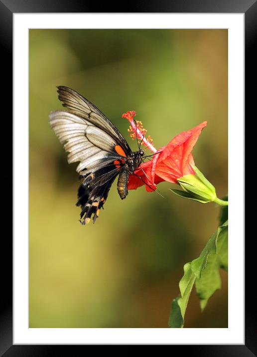 Lows Swallowtail Framed Mounted Print by Grant Glendinning