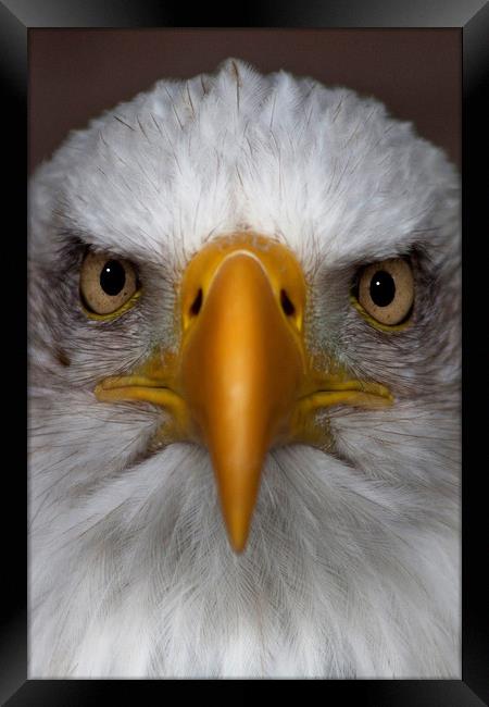 The bald eagle Framed Print by Stephanie Veronique