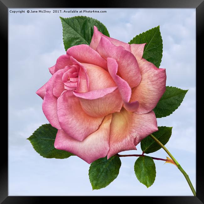 Single Pink Rose Framed Print by Jane McIlroy