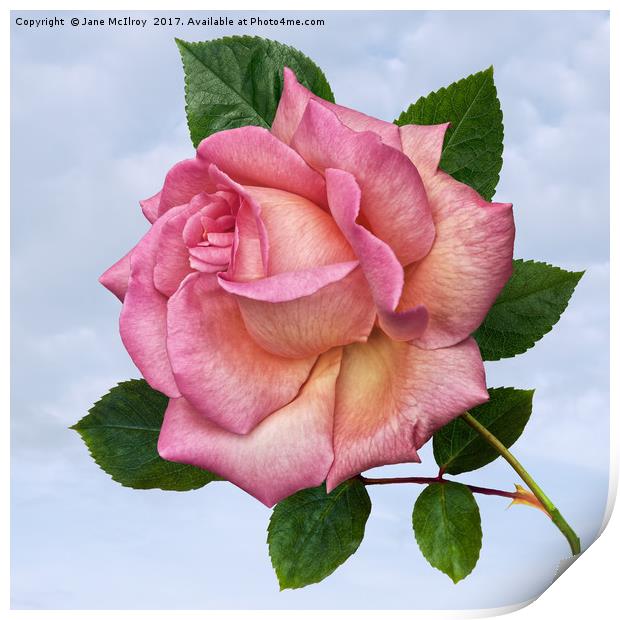 Single Pink Rose Print by Jane McIlroy