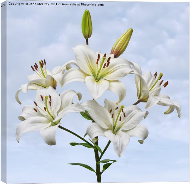 Spray of white Asiatic Lilies Canvas Print by Jane McIlroy