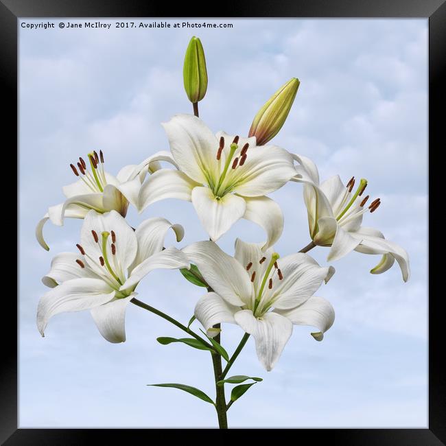 Spray of white Asiatic Lilies Framed Print by Jane McIlroy