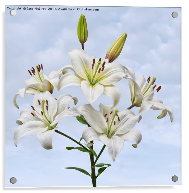 Spray of white Asiatic Lilies Acrylic by Jane McIlroy