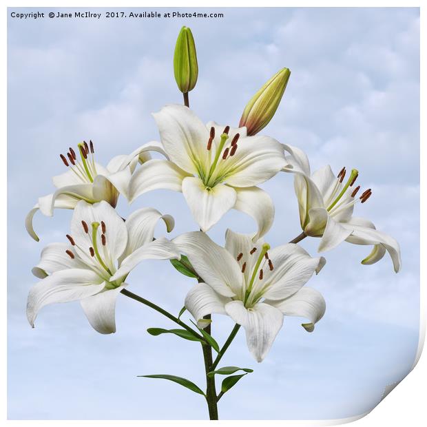 Spray of white Asiatic Lilies Print by Jane McIlroy