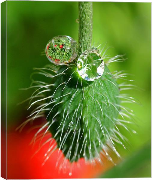 Poppy seed and rain drops Canvas Print by Pete Hemington