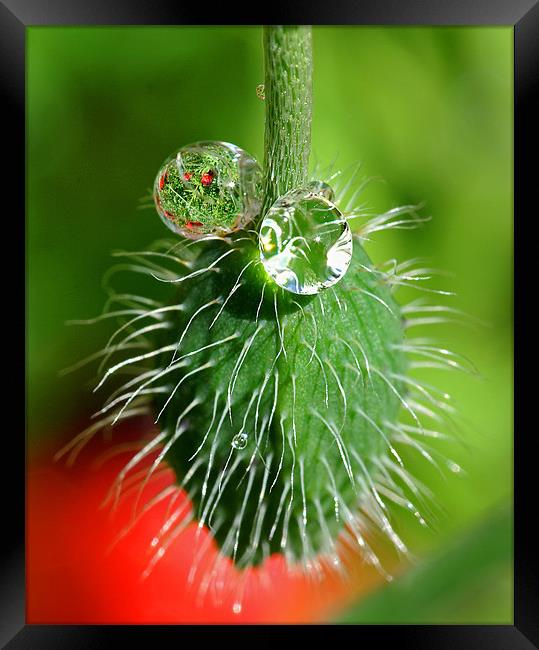 Poppy seed and rain drops Framed Print by Pete Hemington