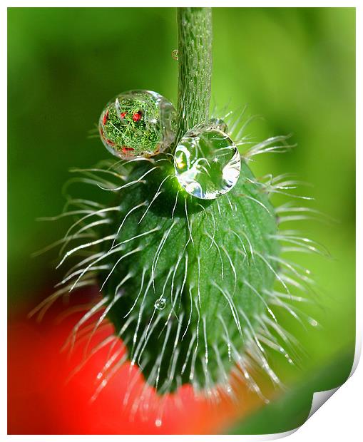 Poppy seed and rain drops Print by Pete Hemington