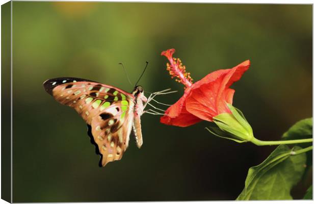 Tailed Jay Butterfly Canvas Print by Grant Glendinning
