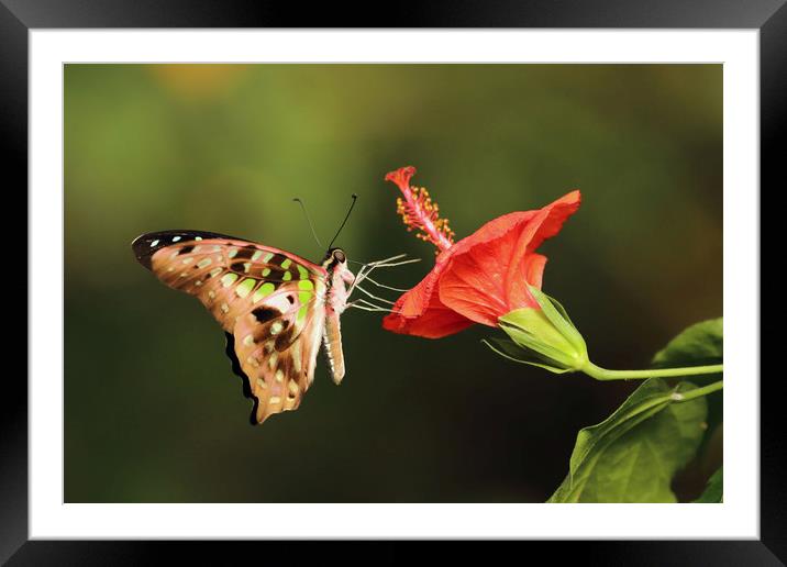 Tailed Jay Butterfly Framed Mounted Print by Grant Glendinning