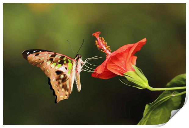 Tailed Jay Butterfly Print by Grant Glendinning