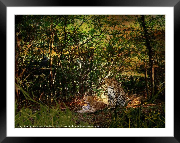 Leopards Retreat. Framed Mounted Print by Heather Goodwin