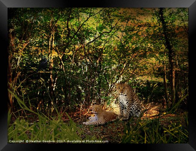 Leopards Retreat. Framed Print by Heather Goodwin
