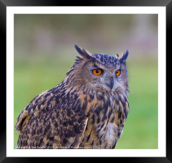 Posing Eagle owl  II Framed Mounted Print by Tom Dolezal