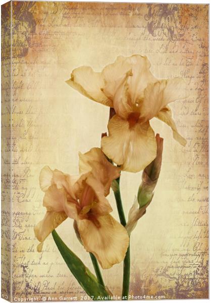 Bearded Iris Canvas Print by Ann Garrett