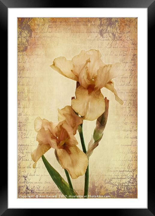 Bearded Iris Framed Mounted Print by Ann Garrett