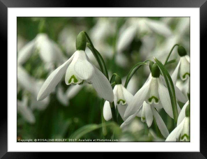 "Snowdrop softness" Framed Mounted Print by ROS RIDLEY