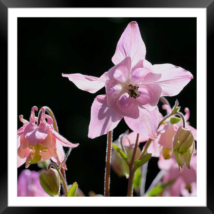 Aquilegia flowers Framed Mounted Print by Tony Bates