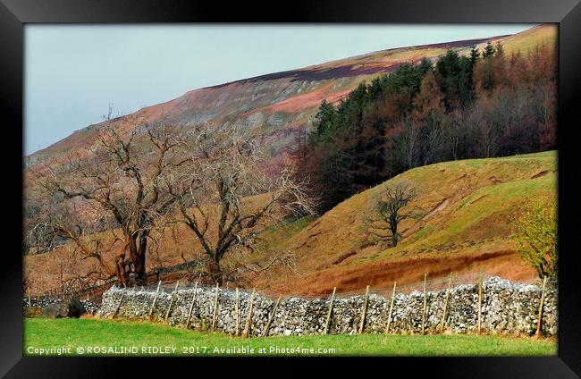 "Colours of the moors" Framed Print by ROS RIDLEY