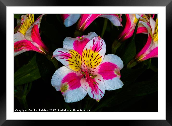 Peruvian lily  Framed Mounted Print by colin chalkley