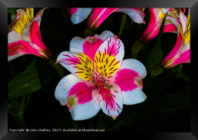 Peruvian lily  Framed Print by colin chalkley