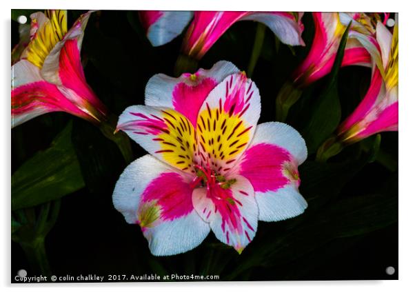 Peruvian lily  Acrylic by colin chalkley