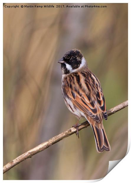 Male Reed Bunting Print by Martin Kemp Wildlife