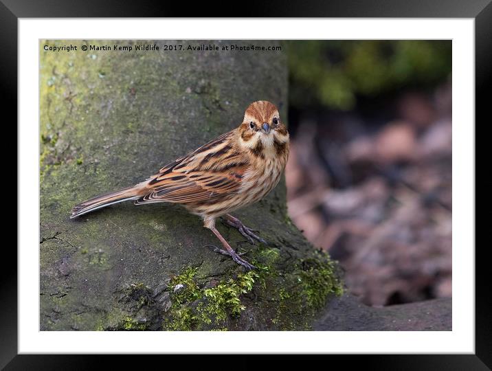 F/M Reed Bunting Framed Mounted Print by Martin Kemp Wildlife