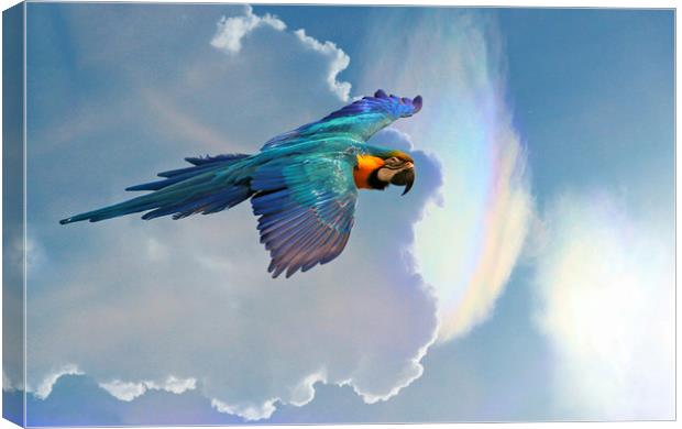 The Blue and Yellow Macaw  Canvas Print by Stephanie Veronique