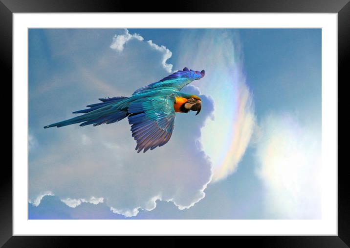 The Blue and Yellow Macaw  Framed Mounted Print by Stephanie Veronique