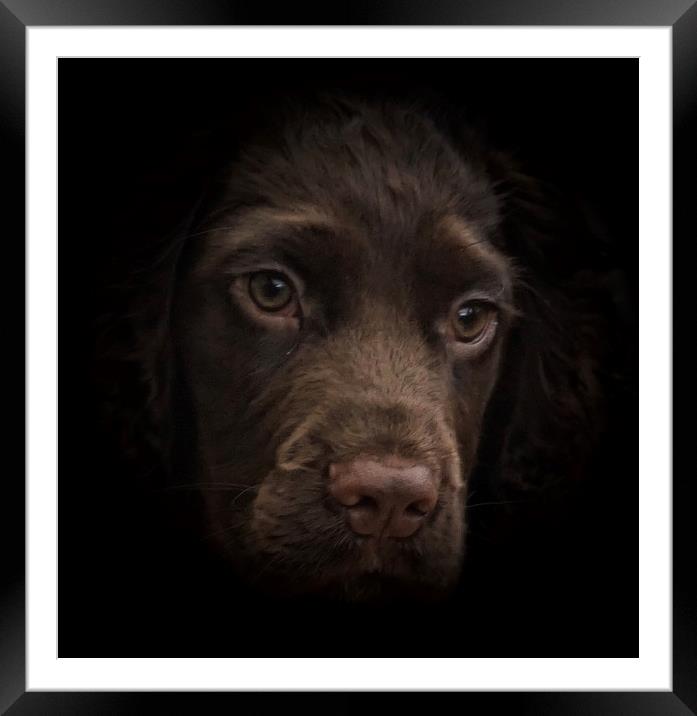 English Chocolate Cocker Spaniel 15 week puppy     Framed Mounted Print by Sue Bottomley