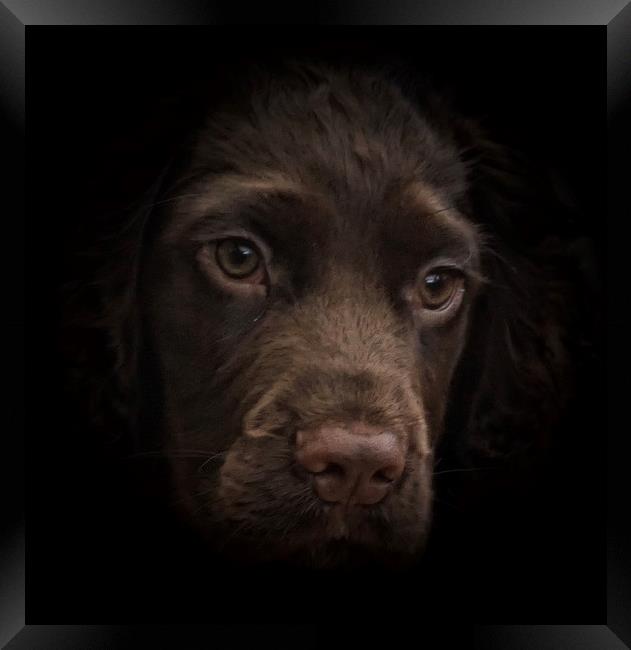 English Chocolate Cocker Spaniel 15 week puppy     Framed Print by Sue Bottomley