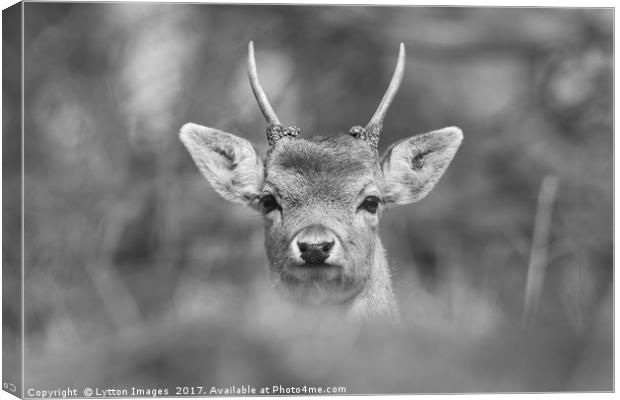 Young Buck  Canvas Print by Wayne Lytton