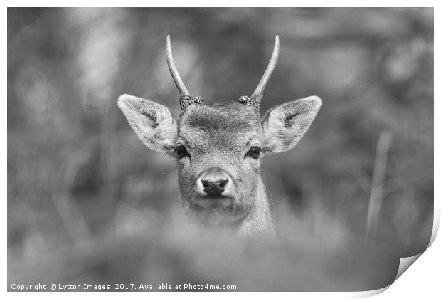 Young Buck  Print by Wayne Lytton