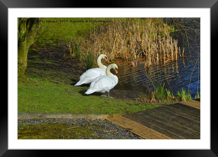 Swans at the lakeside Framed Mounted Print by Derrick Fox Lomax
