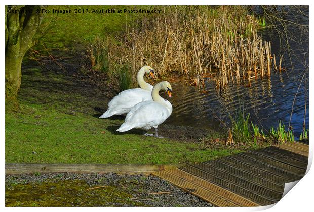 Swans at the lakeside Print by Derrick Fox Lomax