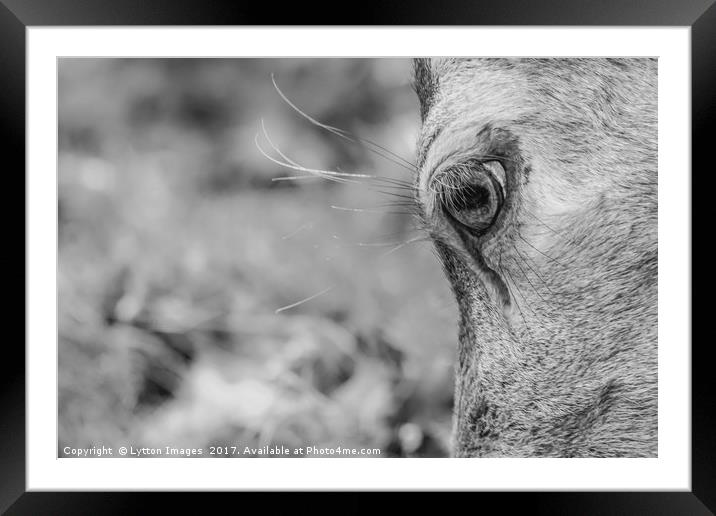 A deers eye Framed Mounted Print by Wayne Lytton