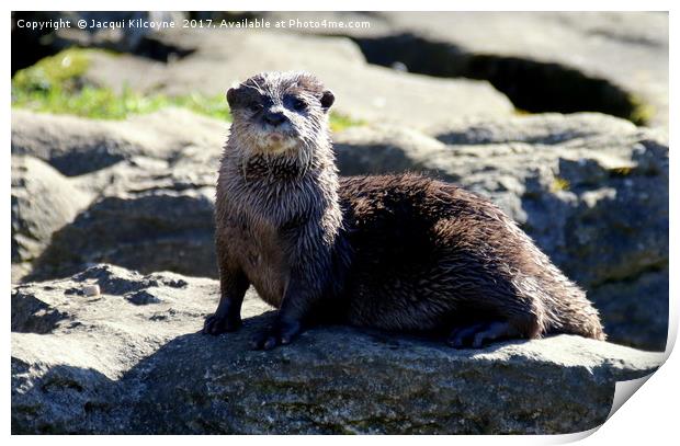 Otter enjoying the Sunshine Print by Jacqui Kilcoyne