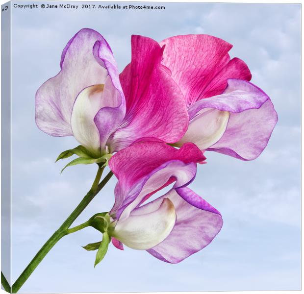 Sweet Pea Canvas Print by Jane McIlroy