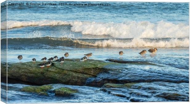 Sandpipers Canvas Print by George Davidson