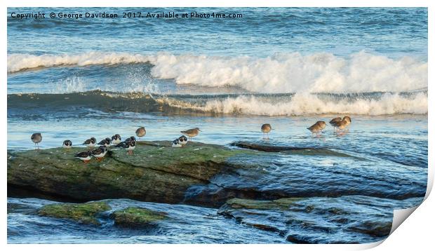 Sandpipers Print by George Davidson