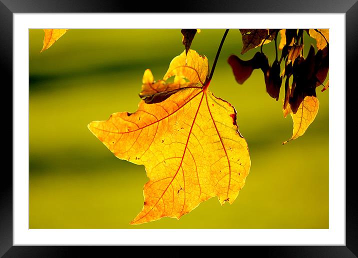 The Autumn Leaf. Framed Mounted Print by Viraj Nagar