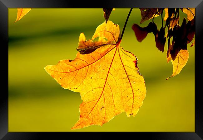 The Autumn Leaf. Framed Print by Viraj Nagar