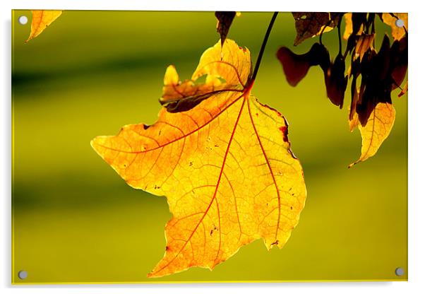 The Autumn Leaf. Acrylic by Viraj Nagar