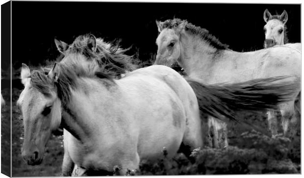 KoniK Horses at Minsmere Canvas Print by Darren Burroughs