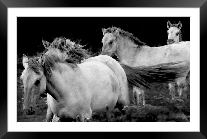 KoniK Horses at Minsmere Framed Mounted Print by Darren Burroughs
